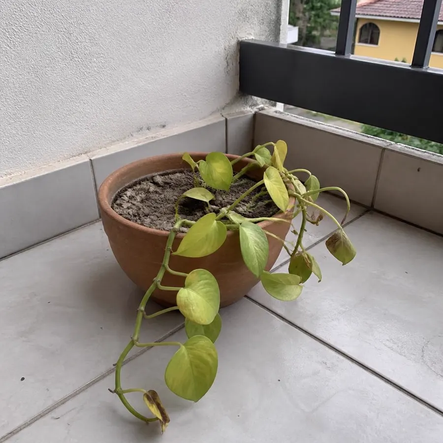 Antes: Jiboia em vaso de varanda · folhas novas firmes e terra solta