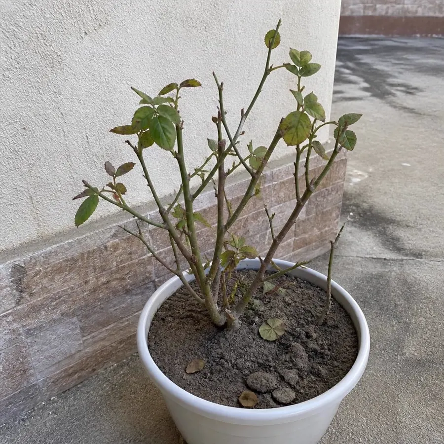 Antes: Roseira em vaso · folhagem mais verde e primeiros botões