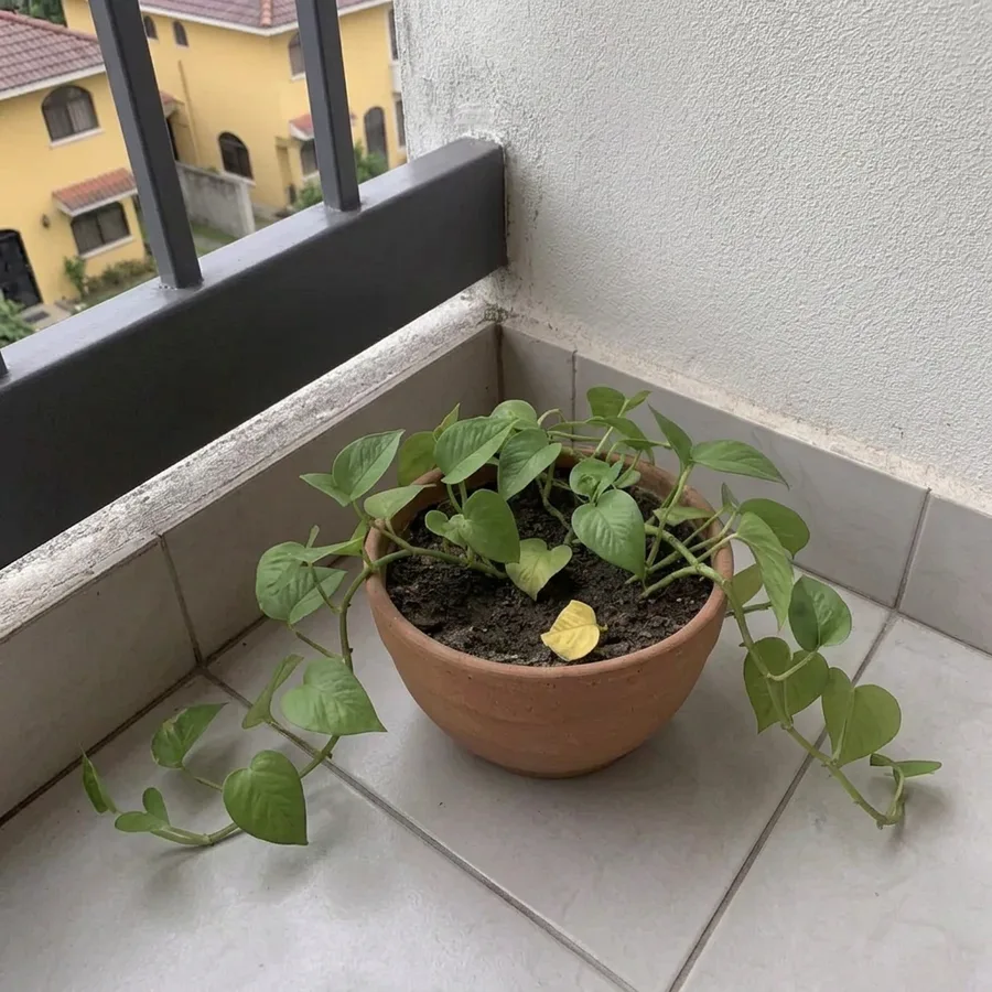 Depois de 90 dias: Jiboia em vaso de varanda · folhas novas firmes e terra solta