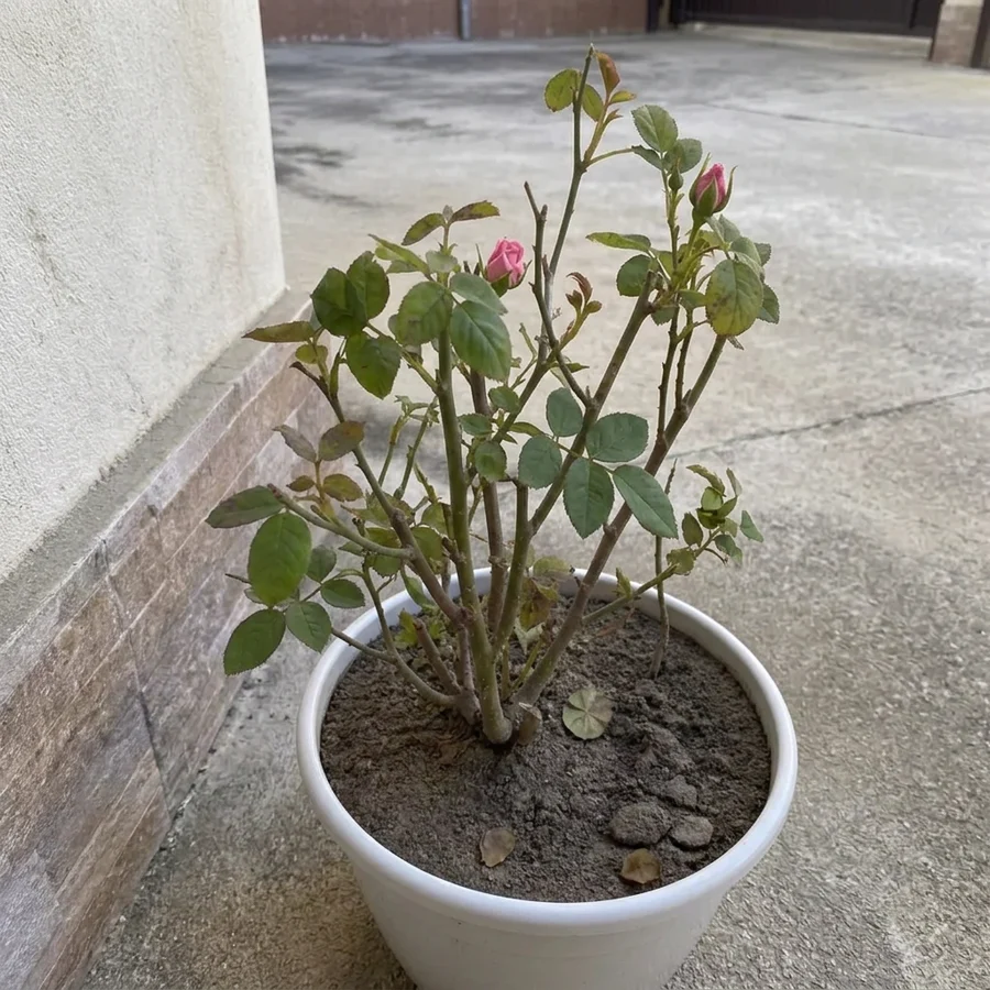 Depois de 30 dias: Roseira em vaso · folhagem mais verde e primeiros botões
