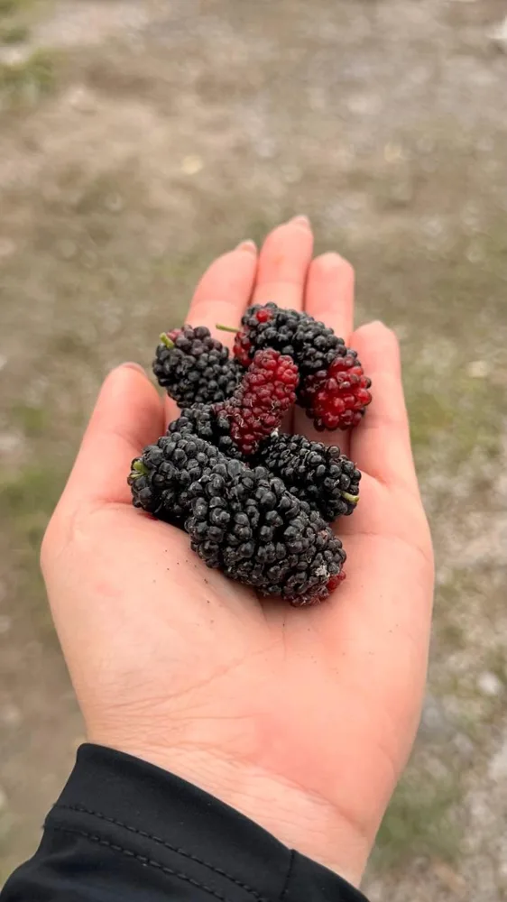 Depois de 45 dias: Amoreira no quintal · frutos visivelmente maiores e mais encorpados