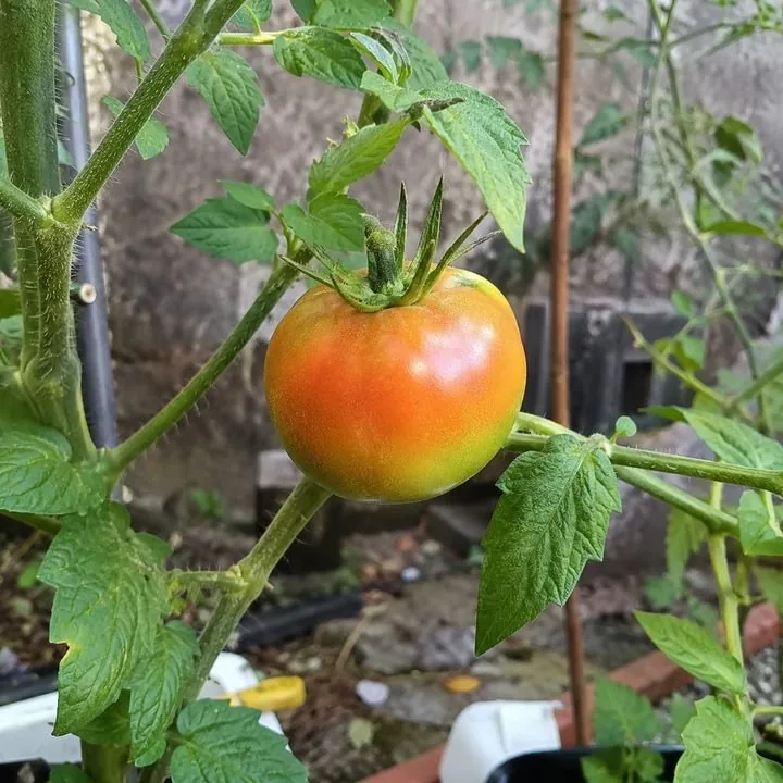 Tomate amadurecendo forte no pé
