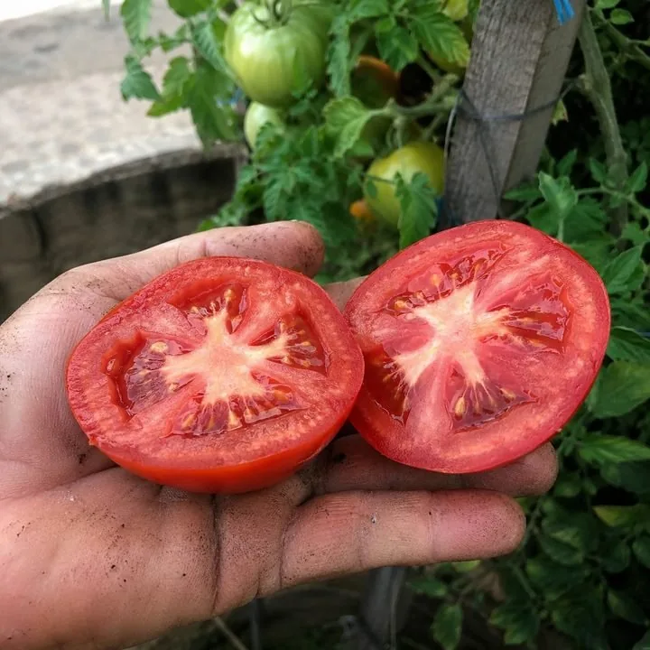 Tomate maduro colhido e cortado na mão