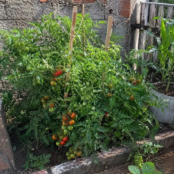 Horta carregada de tomates maduros