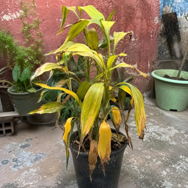 Planta em vaso com folhas amareladas e secas