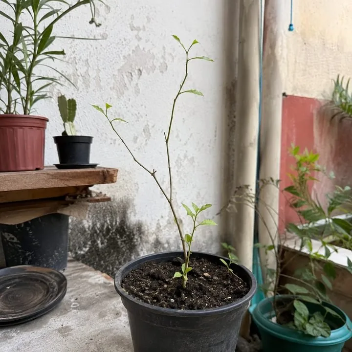Planta rala e estagnada em vaso