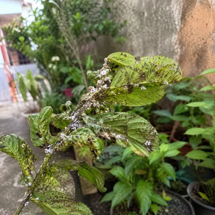 Folhas finas e frágeis em planta enfraquecida