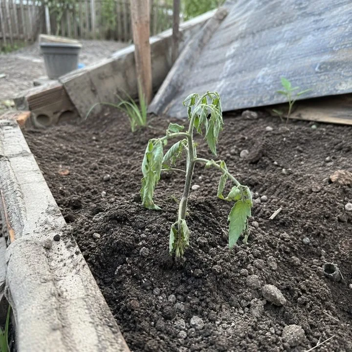 Muda de tomate murcha no canteiro